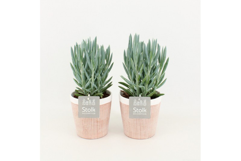 Curio ficoides mount everest in terracotta pot 