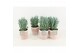 Curio ficoides mount everest in terracotta pot 