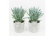 Curio ficoides mount everest in stone look pot 
