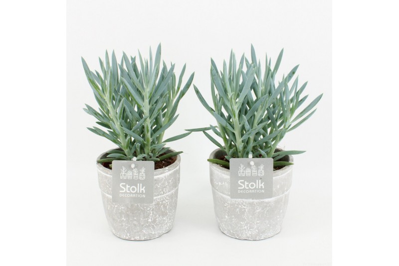 Curio ficoides mount everest in stone look pot 