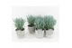 Curio ficoides mount everest in stone look pot 