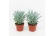 Curio ficoides mount everest 