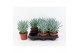 Curio ficoides mount everest 