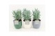 Curio ficoides mount everest in expression keramiek 