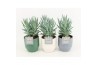 Curio ficoides mount everest in expression keramiek