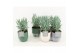 Curio ficoides mount everest in expression keramiek 