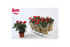 Rosa beau monde red rood