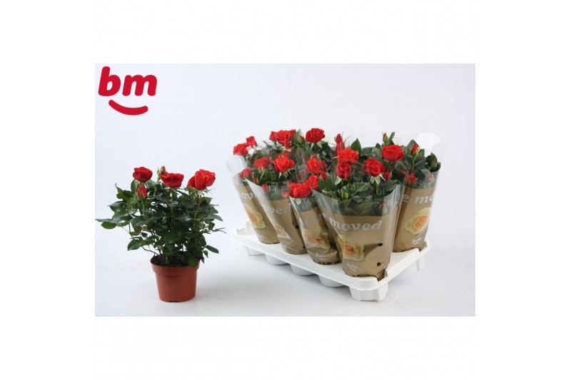 Rosa beau monde red rood 