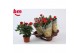 Rosa beau monde red rood 