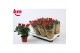 Rosa beau monde red rood 