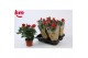 Rosa beau monde red rood 