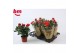 Rosa beau monde red rood 