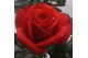 Rosa beau monde red rood 