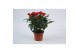 Rosa beau monde red rood 