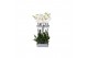 Phalaenopsis white world 2 tak - 16+ bloemen 