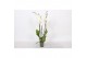 Phalaenopsis white world 3 tak - 18+ bloemen 