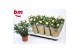 Rosa yellow beau monde Geel 