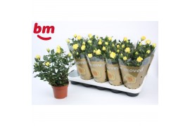 Rosa yellow beau monde Geel