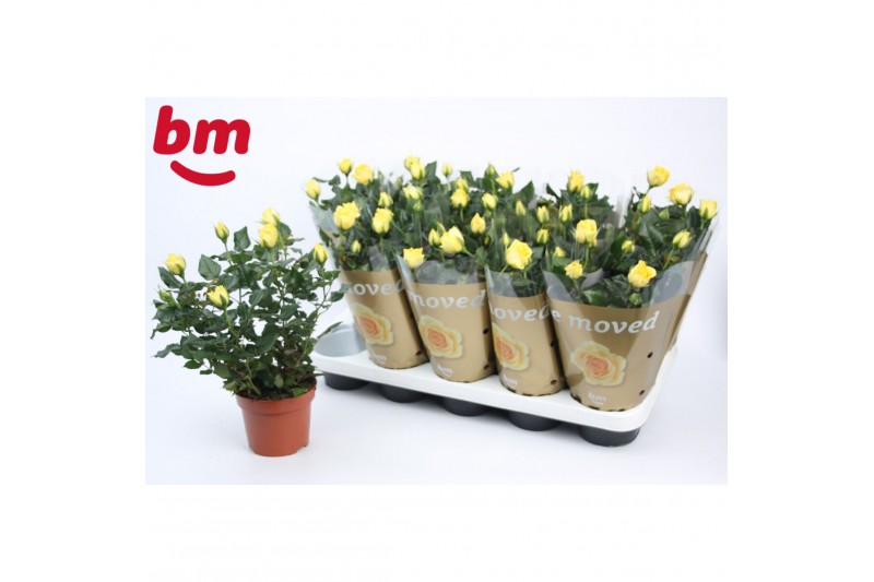 Rosa yellow beau monde Geel 