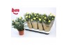 Rosa yellow beau monde Geel