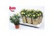 Rosa yellow beau monde Geel 