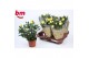 Rosa yellow beau monde Geel 