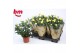 Rosa yellow beau monde Geel 