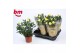 Rosa yellow beau monde Geel 