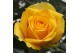 Rosa yellow beau monde Geel 