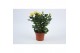 Rosa yellow beau monde Geel 