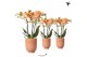 Phalaenopsis multiflora oranje 3 tak in glazed pot cognac kolibri orch 