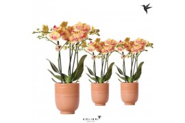 Phalaenopsis multiflora oranje 3 tak in glazed pot cognac kolibri orch