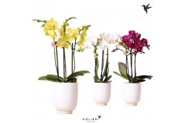 Phalaenopsis multiflora 3 tak in glazed pot white kolibri orchids