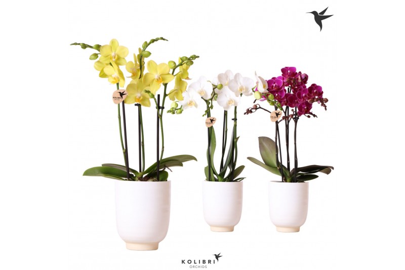 Phalaenopsis multiflora 3 tak in glazed pot white kolibri orchids 