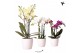 Phalaenopsis multiflora 3 tak in honey pot white Kolibri orchids 