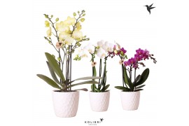 Phalaenopsis multiflora 3 tak in honey pot white Kolibri orchids