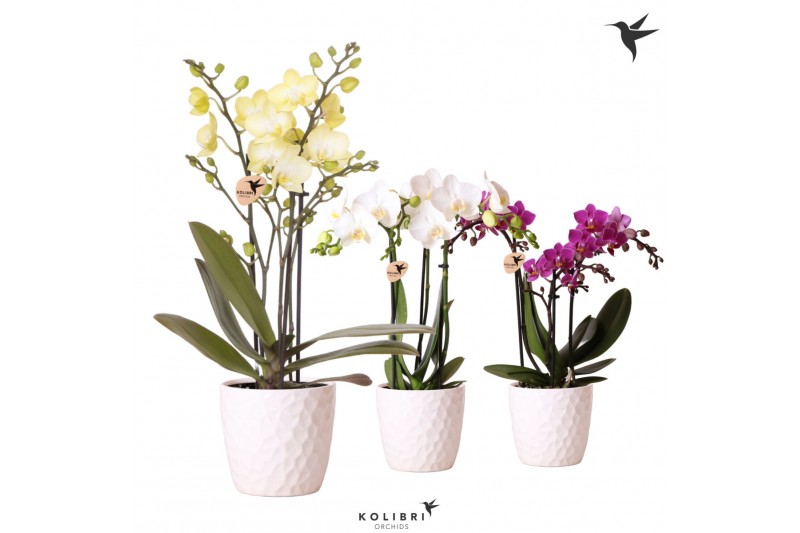 Phalaenopsis multiflora 3 tak in honey pot white Kolibri orchids 