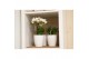 Phalaenopsis multiflora 3 tak in honey pot white Kolibri orchids 
