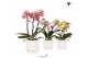 Phalaenopsis multiflora 3 tak in owl pot white kolibri orchids 