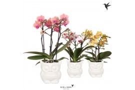 Phalaenopsis multiflora 3 tak in owl pot white kolibri orchids