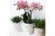Phalaenopsis multiflora 3 tak in owl pot white kolibri orchids 