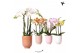 Phalaenopsis multiflora 3 tak mix in glazed pot mix kolibri orchids 