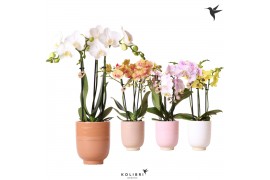 Phalaenopsis multiflora 3 tak mix in glazed pot mix kolibri orchids
