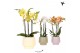 Phalaenopsis multiflora Kolibri Orchids mix 3 tak in scandic mix 