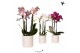 Phalaenopsis multiflora Kolibri Orchids mix 3 tak in Diamond Pearl tra 