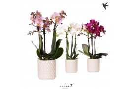 Phalaenopsis multiflora Kolibri Orchids mix 3 tak in Diamond Pearl tra