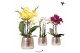 Phalaenopsis multiflora Kolibri Orchids mix 3 tak in Luxury pot silver 