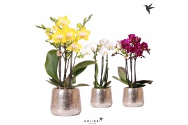 Phalaenopsis multiflora Kolibri Orchids mix 3 tak in Luxury pot silver