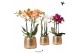 Phalaenopsis multiflora Kolibri Orchids mix 3 tak in Luxury pot gold 