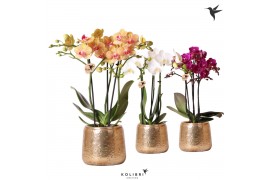 Phalaenopsis multiflora Kolibri Orchids mix 3 tak in Luxury pot gold